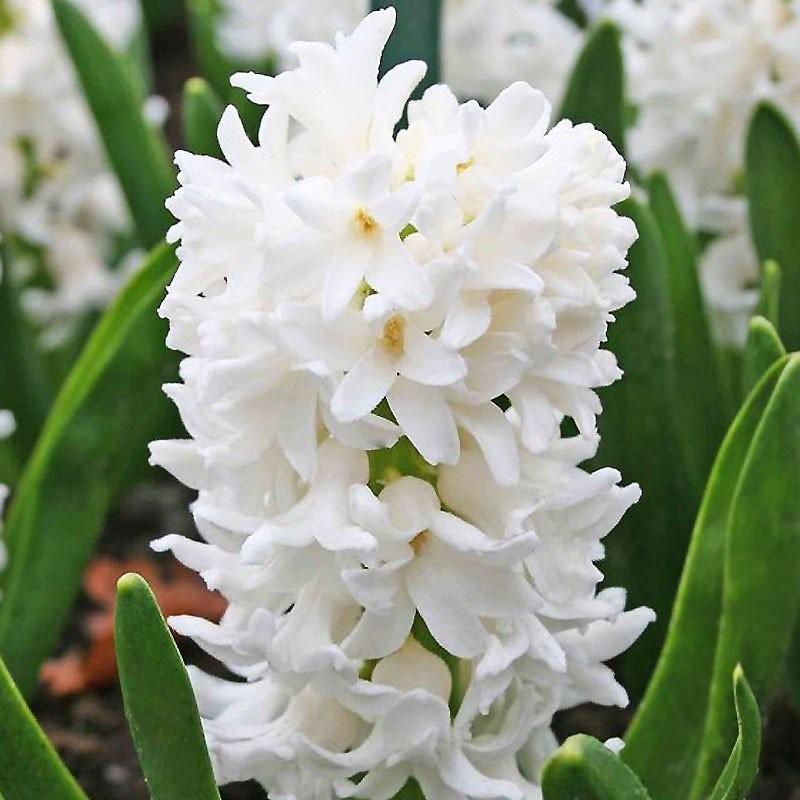 ヒヤシンス球根 白 カーネギー 10球セット 甘い香りのダッチ系ジャンボヒヤシンス 球周18 19cm 秋植え 芳香 清々しい白 72 Bulb Hyacinth White10 渋谷園芸 植木鉢屋 通販 Yahoo ショッピング