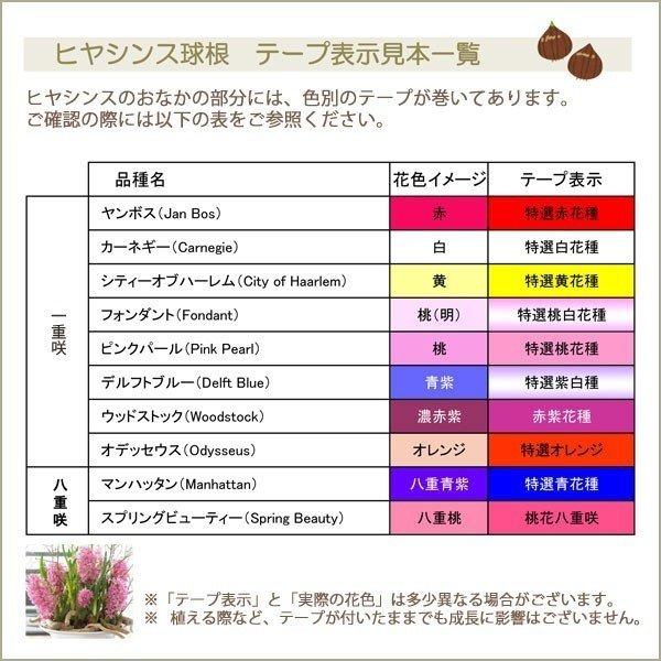 ヒヤシンス球根 ウッドストック 濃赤紫色 10球セット 甘い香りのダッチ系ジャンボヒヤシンス 球周18 19cm 秋植え 芳香 ワインレッド 72 Bulb Hyacinth Wine10 渋谷園芸 植木鉢屋 通販 Yahoo ショッピング