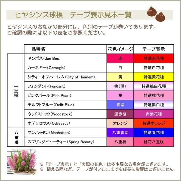 ヒヤシンス球根 黄色 イエローストーン他 球根1球 甘い香りのダッチ系ヒヤシンス 球周15 16cm 秋植え球根 芳香 かわいいイエロー 第四種郵便可 72 Bulb Hyacinth Yellow1 渋谷園芸 植木鉢屋 通販 Yahoo ショッピング