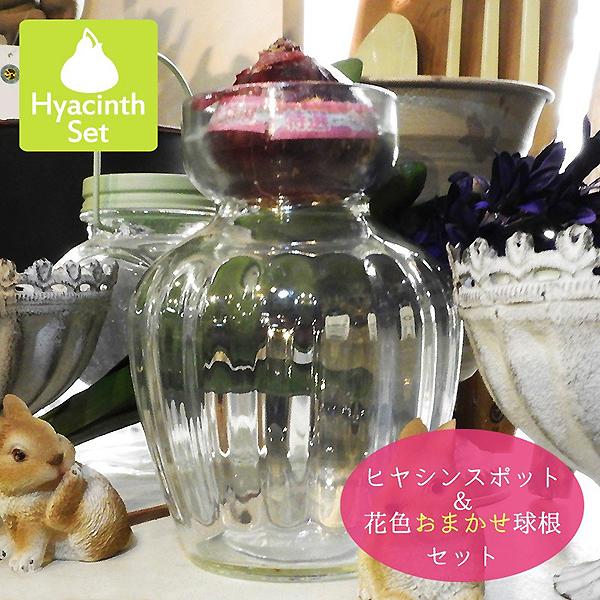 ヒヤシンス球根 ヒヤシンスポット 花色おまかせ球根 セット 球根1球と栽培用花瓶1点 秋植え 第四種郵便不可 宅配便のみ 72 Bulb Hydroponics Vase001set 渋谷園芸 植木鉢屋 通販 Yahoo ショッピング