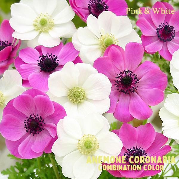 アネモネ球根 コンビネーションカラー デカン咲 絵袋球入 ピンク ホワイト パープル ホワイト レッド ホワイト 秋植え球根 第四種郵便対応 72 Bulb Ka Anemone Decaen Combi 渋谷園芸 植木鉢屋 通販 Yahoo ショッピング