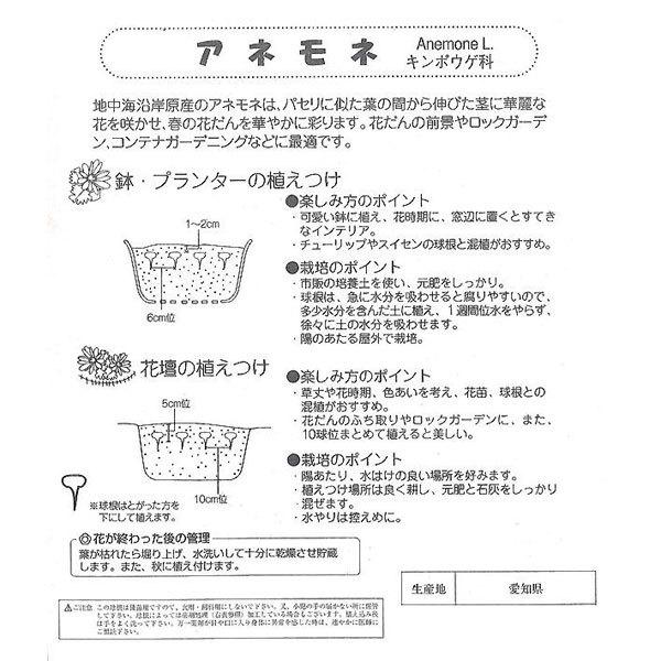 アネモネ球根 コンビネーションカラー デカン咲 絵袋球入 ピンク ホワイト パープル ホワイト レッド ホワイト 秋植え球根 72 Bulb Ka Anemone Decaen Combi 渋谷園芸 植木鉢屋 通販 Yahoo ショッピング