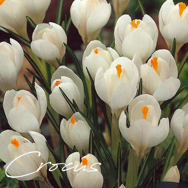 クロッカス球根 絵袋５球入り 白 黄 紫 1袋 春咲き ハナサフラン カネコ種苗 J Garden 寄せ植え 水耕栽培 秋植え球根 第四種郵便対応 72 Bulb Ka Crocus Pac 渋谷園芸 植木鉢屋 通販 Yahoo ショッピング