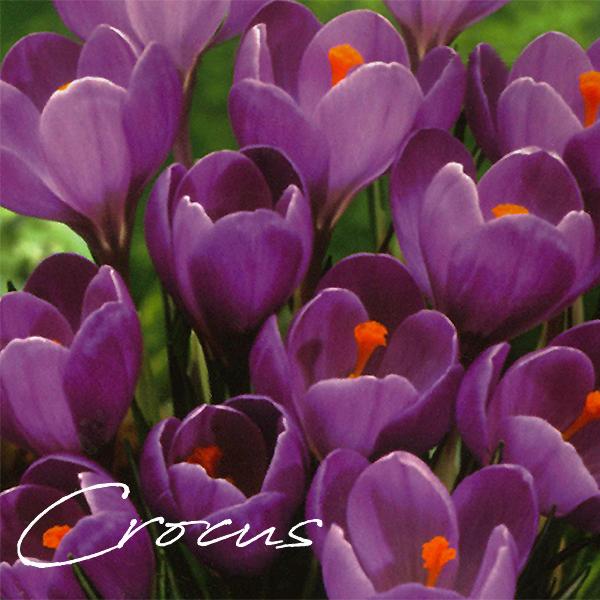クロッカス球根 絵袋５球入り 白 黄 紫 1袋 春咲き ハナサフラン カネコ種苗 J Garden 寄せ植え 水耕栽培 秋植え球根 第四種郵便対応 72 Bulb Ka Crocus Pac 渋谷園芸 植木鉢屋 通販 Yahoo ショッピング