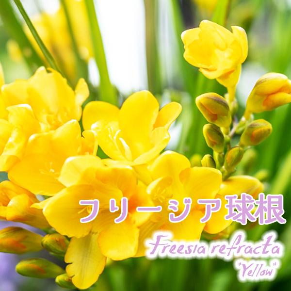 フリージア球根 黄 白 混合 3種 絵袋球根10球入り 芳香 J Garden 第四種郵便対応 72 Bulb Ka Freesia 渋谷園芸 植木鉢屋 通販 Yahoo ショッピング