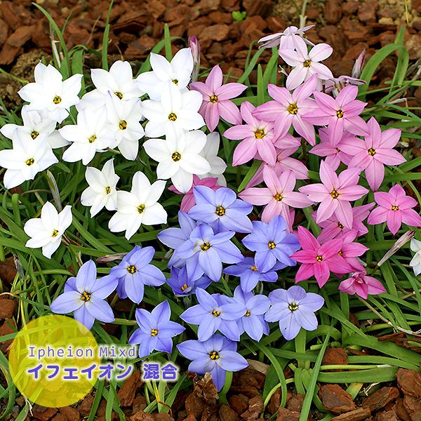 イフェイオン 花ニラ 球根 ミックス 白 桃 青 絵袋10球入り J Garden ハナニラ アイフェイオン 秋植え球根 第四種郵便対応 72 Bulb Ka Ipheion Whitestar 渋谷園芸 植木鉢屋 通販 Yahoo ショッピング