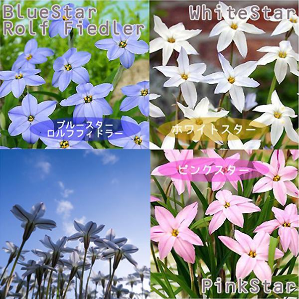 イフェイオン 花ニラ 球根 ミックス 白 桃 青 絵袋10球入り J Garden ハナニラ アイフェイオン 秋植え球根 第四種郵便対応 72 Bulb Ka Ipheion Whitestar 渋谷園芸 植木鉢屋 通販 Yahoo ショッピング