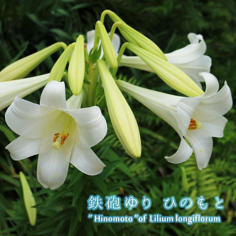 特大球 ひのもと 白 百合 ユリ 球根 鉄砲百合 2球絵袋入り J Garden 日の本 テッポウユリ 第四種郵便対応 72 Bulb Ka Lilium Longiflorum 渋谷園芸 植木鉢屋 通販 Yahoo ショッピング