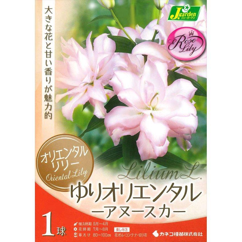 百合 ユリ 球根 アヌースカ 白 桃 1球入り オリエンタル 八重咲き 豪華 秋植え 第四種郵便対応 72 Bulb Ka Lilium Rl Anouska 渋谷園芸 植木鉢屋 通販 Yahoo ショッピング