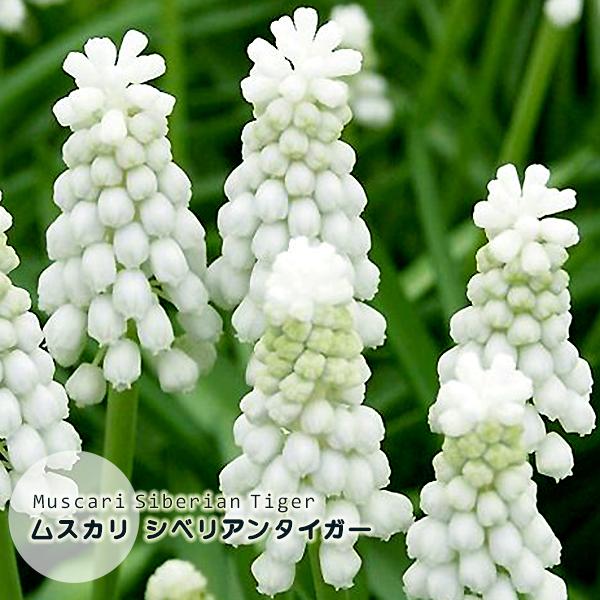 ムスカリ 球根 シベリアンタイガー 白 7球絵袋入り J Garden 秋植え球根 珍花 レア 第四種郵便対応 72 Bulb Ka Muscari Siberiantiger 渋谷園芸 植木鉢屋 通販 Yahoo ショッピング