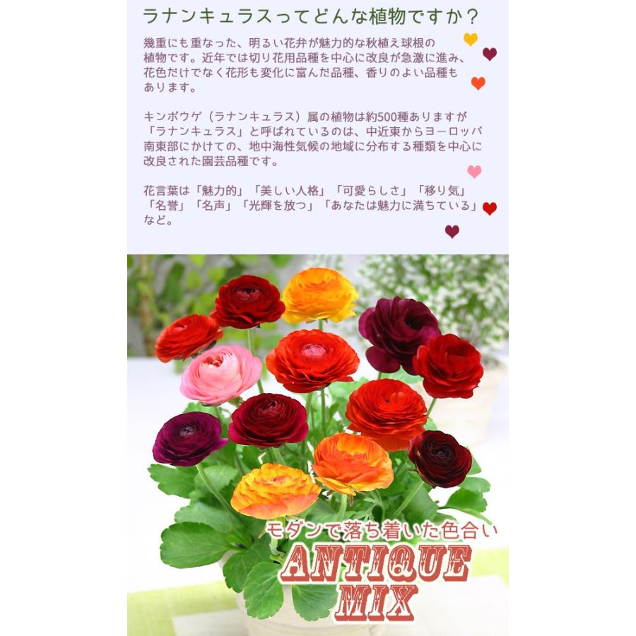 ラナンキュラス スペシャルミックス球根 アンティークカラー混合 パステルカラー混合 各4球入り 秋植え球根 J Garden 第四種郵便対応 72 Bulb Ka Ranunculus Mix 渋谷園芸 植木鉢屋 通販 Yahoo ショッピング