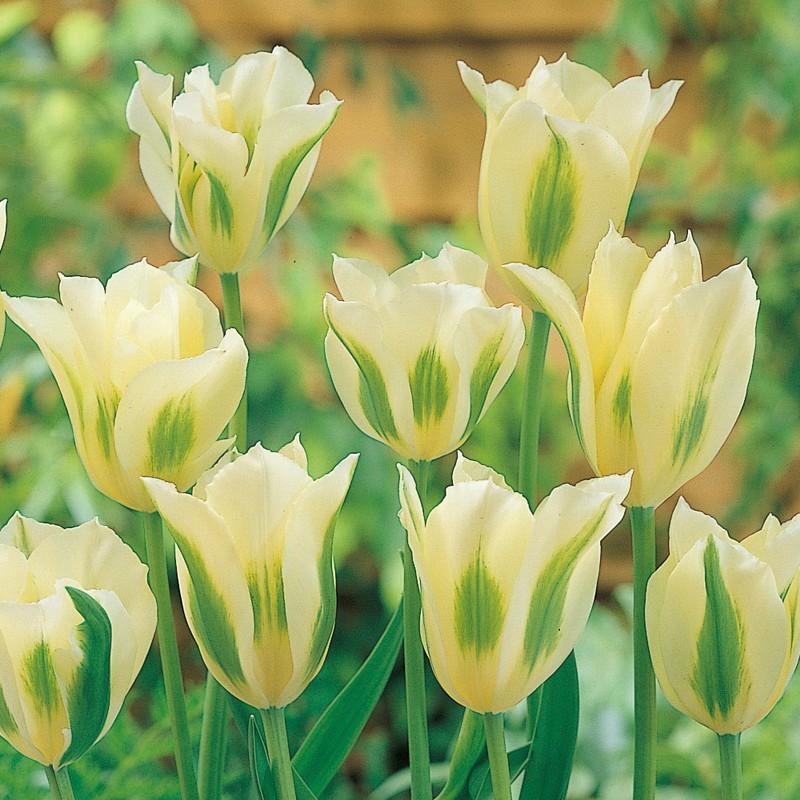 チューリップ 球根 スプリンググリーン 白 緑 5球絵袋入り ヴィリディフローラ J Garden 秋植え球根 花壇 第四種郵便対応 72 Bulb Ka Tulip Springgreen5 渋谷園芸 植木鉢屋 通販 Yahoo ショッピング
