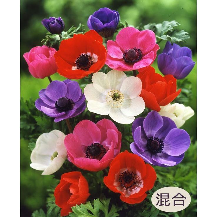 アネモネ球根 カラフルミックス 花色ミックス 一重咲き 絵袋25ml入り デカン咲き ガーデンプラザナガバ 秋植え球根 第四種郵便対応 72 Bulb Na Anemone Decaen 渋谷園芸 植木鉢屋 通販 Yahoo ショッピング
