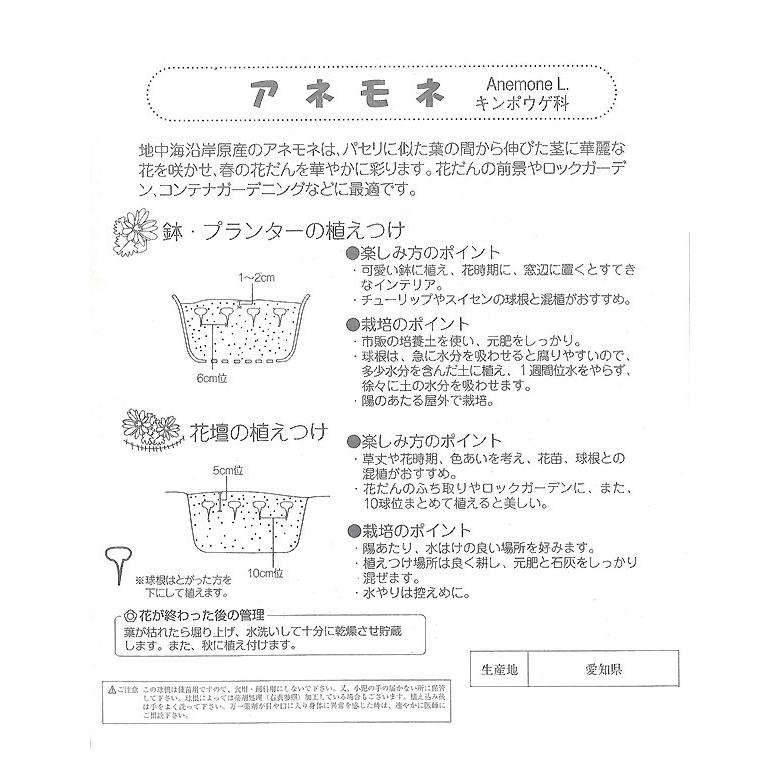 アネモネ球根 カラフルミックス 花色ミックス 一重咲き 絵袋25ml入り デカン咲き ガーデンプラザナガバ 秋植え球根 第四種郵便対応 72 Bulb Na Anemone Decaen 渋谷園芸 植木鉢屋 通販 Yahoo ショッピング