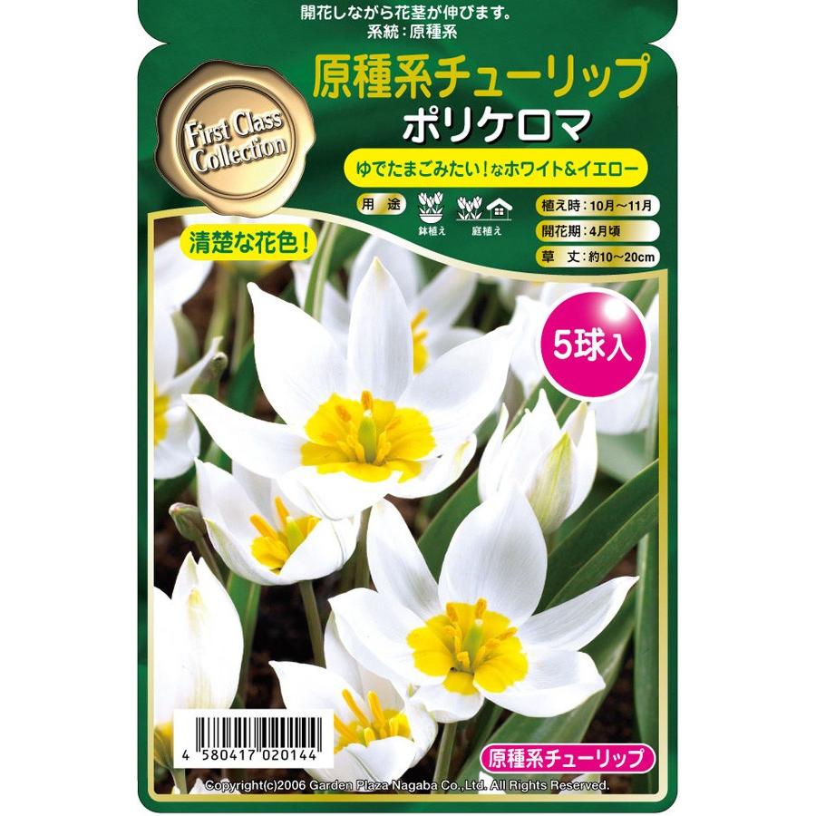第四種郵便対応 原種系チューリップ球根 ポリケロマ 《5球絵袋入り》 ポリクロマ ミニチューリップ 切り花 かわいい :72-bulb-na-tulip-polychroma:渋谷園芸 植木鉢屋 - 通販 - Yahoo!ショッピング