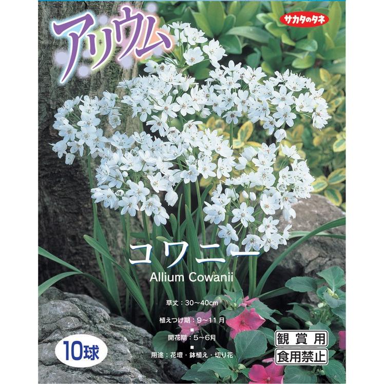 アリウム球根 コワニー 絵袋10球入り 白 サカタのタネ アリューム 花壇 秋植え 第四種郵便対応 72 Bulb Sa Allium Cowanii 渋谷園芸 植木鉢屋 通販 Yahoo ショッピング