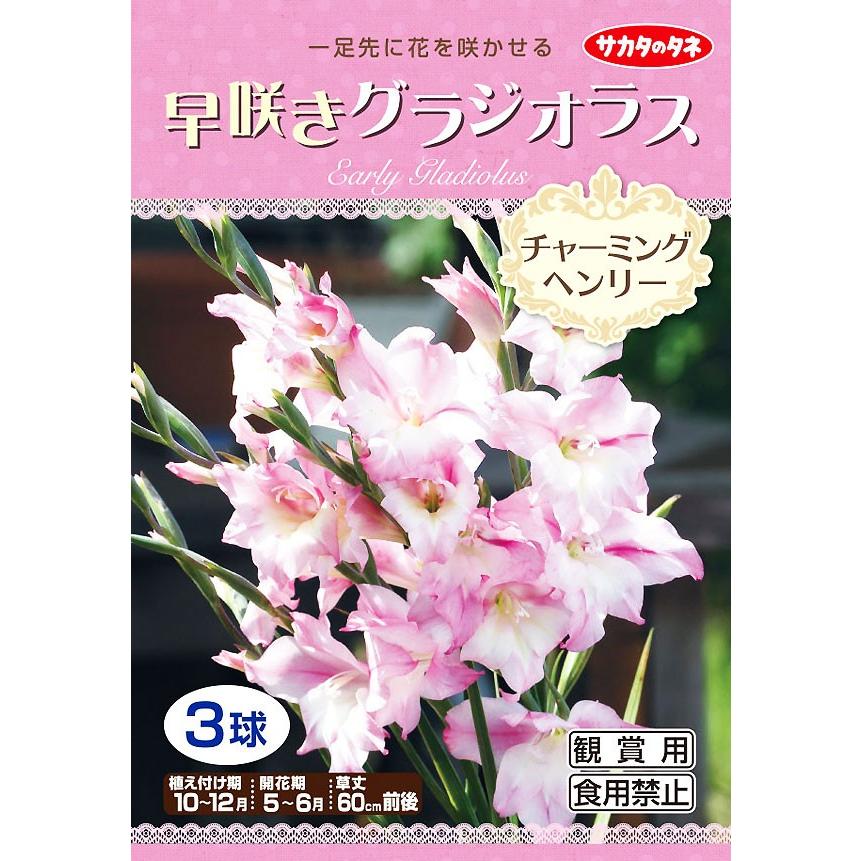 72 Bulb Sa Gladiolus Charminghenry画像ページ