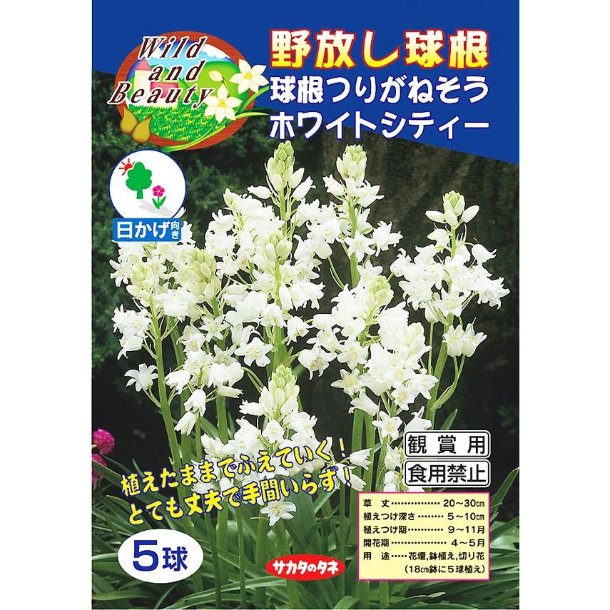 球根つりがねそう ホワイトシティー 野放し 絵袋5球入り 純白 サカタのタネ シラー 原種 花壇 秋植え 第四種郵便対応 72 Bulb Sa Scilla Whitecity 渋谷園芸 植木鉢屋 通販 Yahoo ショッピング