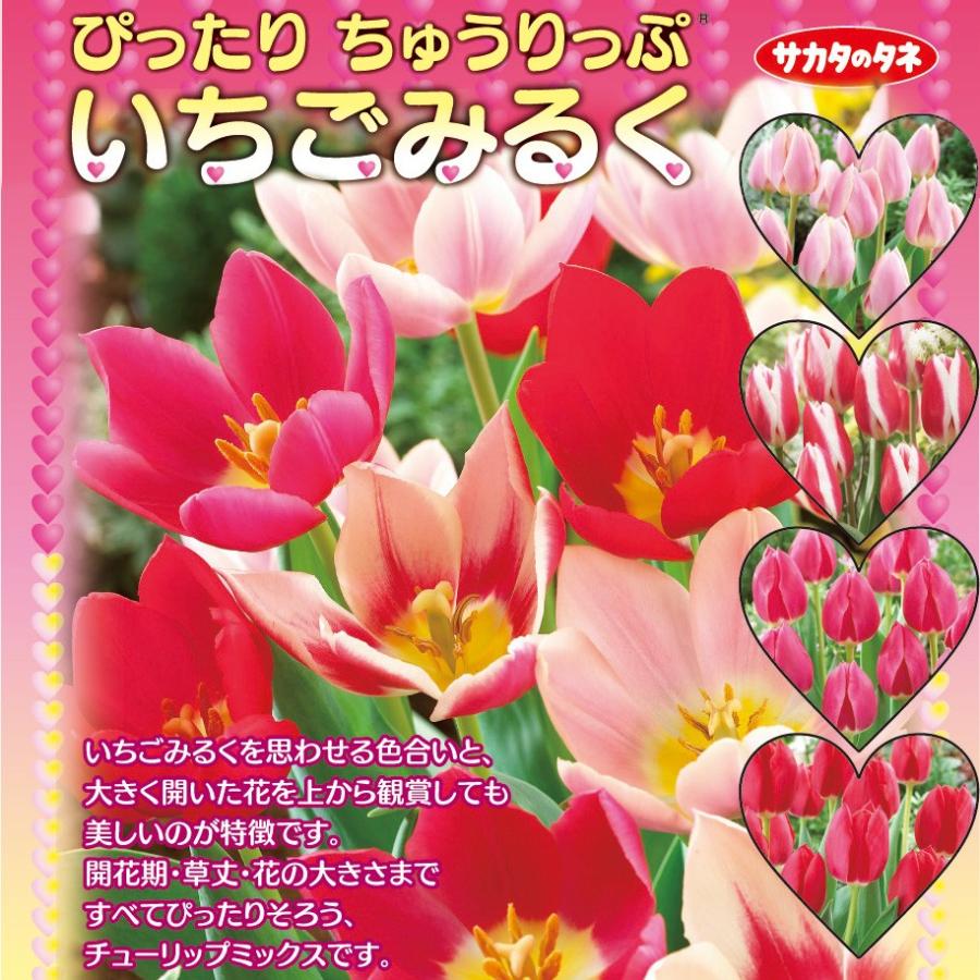 一重咲きチューリップ球根 いちごみるく ぴったりちゅうりっぷ 絵袋10球入り 咲く時期 草丈が揃うセット サカタのタネ 秋植え 第四種郵便対応 72 Bulb Sa Tulipa Ichigomilk 渋谷園芸 植木鉢屋 通販 Yahoo ショッピング