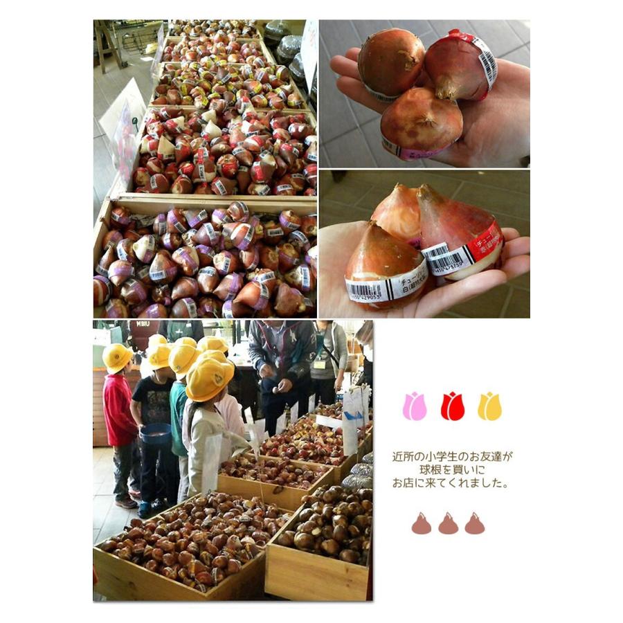 セール 特大チューリップ球根 感動 チューリップ 球根10球セット 教材や花壇にぴったり 球周14cm 秋植え オランダ産 まとめ買い 第四種郵便可 72 Bulb Suwa Tulip Big10 渋谷園芸 植木鉢屋 通販 Yahoo ショッピング