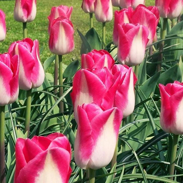 特大チューリップ球根 感動 チューリップ 球根1球 教材や花壇にぴったりです 球周14cm 秋植え オランダ産 定番品種 第四種郵便可 72 Bulb Suwa Tulip Big 渋谷園芸 植木鉢屋 通販 Yahoo ショッピング