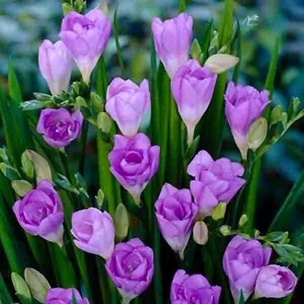 フリージア球根 アンコナ 紫 絵袋5球入り 八重咲き タキイ種苗 切り花 秋植え 第四種郵便対応 72 Bulb Ta Freesia Ancona 渋谷園芸 植木鉢屋 通販 Yahoo ショッピング