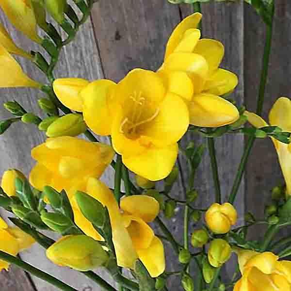 フリージア球根 モーニングサン 黄 絵袋5球入り 一重咲き タキイ種苗 切り花 秋植え 第四種郵便対応 72 Bulb Ta Freesia Morningsun 渋谷園芸 植木鉢屋 通販 Yahoo ショッピング