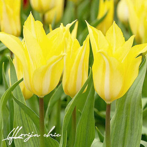 チューリップ球根 フローリチック 黄 白 1球販売 ユリ咲き フクカエン Florijnchic フロリンシック 花壇 鉢植え 切花 秋植え球根 第四種郵便対応 72 Bulb Tulip Florijnchic1 渋谷園芸 植木鉢屋 通販 Yahoo ショッピング