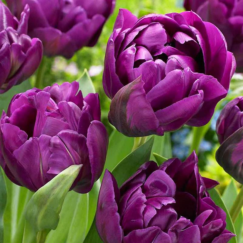 チューリップ球根 ネグリタダブル 紫 1球売り 八重咲き 花壇 切花 秋植え球根