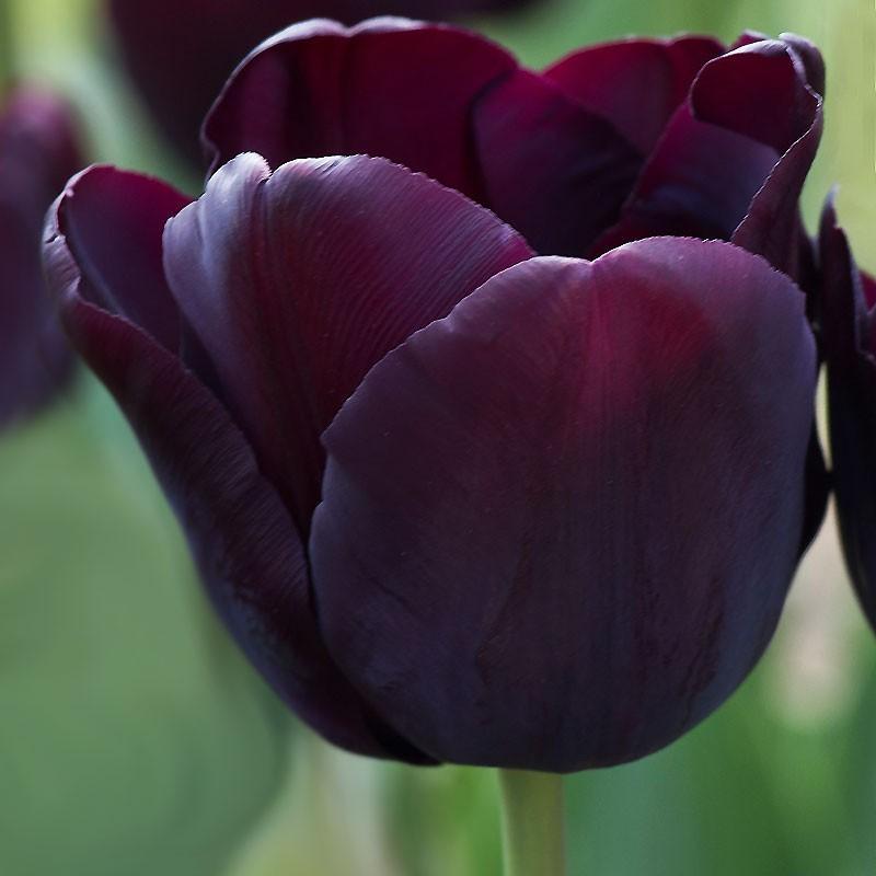 チューリップ 球根 ポールシェラー 黒色 濃紫色 10球セット 秋植え球根 花グルメ 花壇 ダークカラー 挿し色 第四種郵便対応 72 Bulb Tulip Paul Scherer10 渋谷園芸 植木鉢屋 通販 Yahoo ショッピング