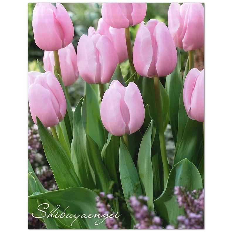 第四種郵便対応 チューリップ球根 ピンクダイヤモンド ピンクダイアモンド 10球セット 72 Bulb Tulip Pink Diamond10 渋谷園芸 植木鉢屋 通販 Yahoo ショッピング