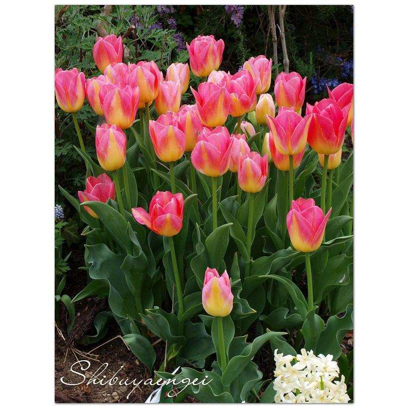 チューリップ球根 トムプーシュ 桃黄 1球販売 フクカエン 花壇 鉢植え 切花 2色 トンプーシュ 秋植え球根 第四種郵便対応 72 Bulb Tulip Tom Pouce1 Tulip Tom Pouce 1 渋谷園芸 植木鉢屋 通販 Yahoo ショッピング