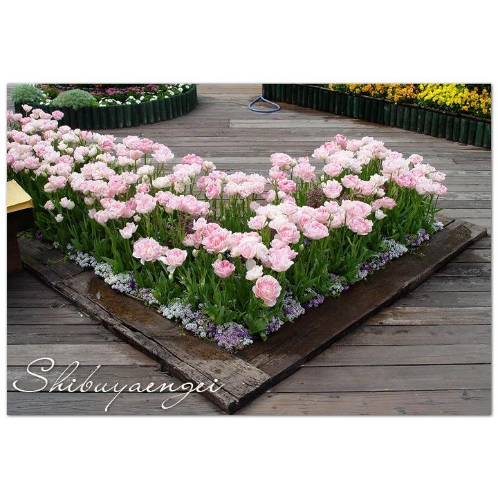 チューリップ球根 アンジェリケ 桃白 1球売り 八重咲き 香り 2色 花壇 鉢植え 人気no 1 切花 アンジェリーケ Angelique 第四種郵便対応 72 Bulb Tulipa Angelique1 渋谷園芸 植木鉢屋 通販 Yahoo ショッピング