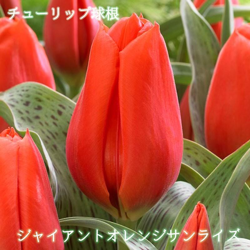 チューリップ球根 ジャイアントオレンジサンライズ 橙 3球入り グレイギー系 注目 珍花 斑入り 巨大 花壇 寄せ植え 第四種郵便対応 72 Bulb Ueki Tulip G Orangesunrise 3 渋谷園芸 植木鉢屋 通販 Yahoo ショッピング