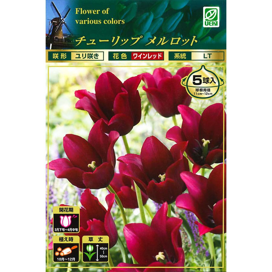 チューリップ球根 メルロット 赤紫 ユリ咲き 5球絵袋入り 花壇 鉢植え 秋植え 第四種郵便対応 72 Bulb Ueki Tulip Merlot 渋谷園芸 植木鉢屋 通販 Yahoo ショッピング