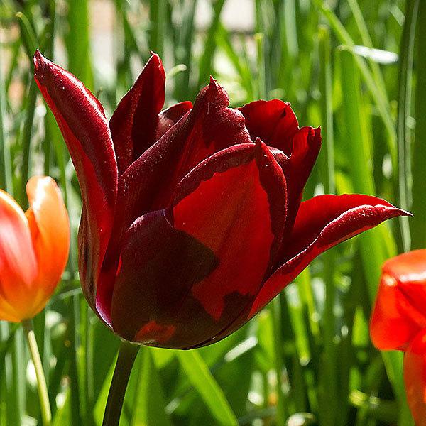 チューリップ球根 メルロット 赤紫 ユリ咲き 5球絵袋入り 花壇 鉢植え 秋植え 第四種郵便対応 72 Bulb Ueki Tulip Merlot 渋谷園芸 植木鉢屋 通販 Yahoo ショッピング