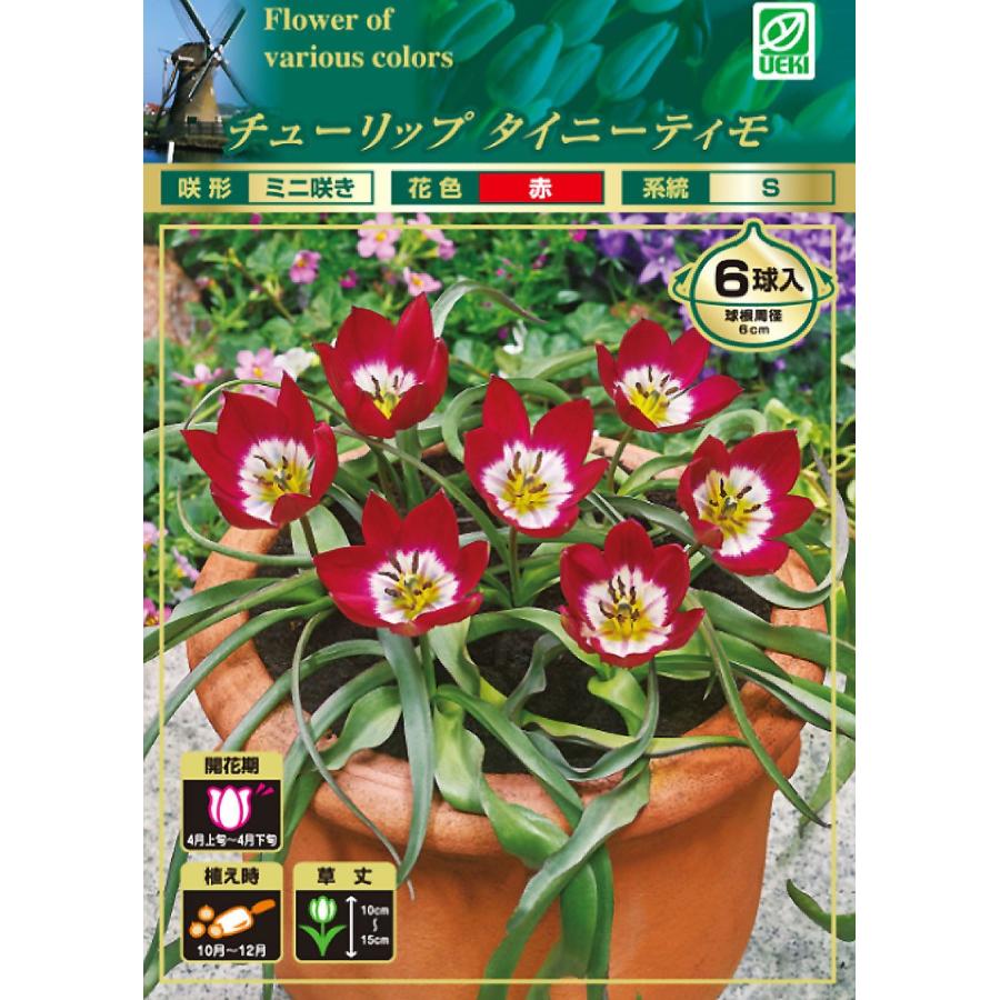 チューリップ球根 タイニーティモ 赤 原種系 ミニ 花壇 鉢植え 毎年咲く かわいい 絵袋6球入り 第四種郵便対応 72 Bulb Ueki Tulip Tinytimo 6 渋谷園芸 植木鉢屋 通販 Yahoo ショッピング