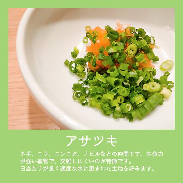 7月下旬よりお届け 野菜球根 あさつき アサツキ 約150g入 家庭菜園 コンテナ栽培に 夏 秋植え球根 第四種郵便発送可 72 Bulb Yasai Koka Asatsuki 渋谷園芸 植木鉢屋 通販 Yahoo ショッピング