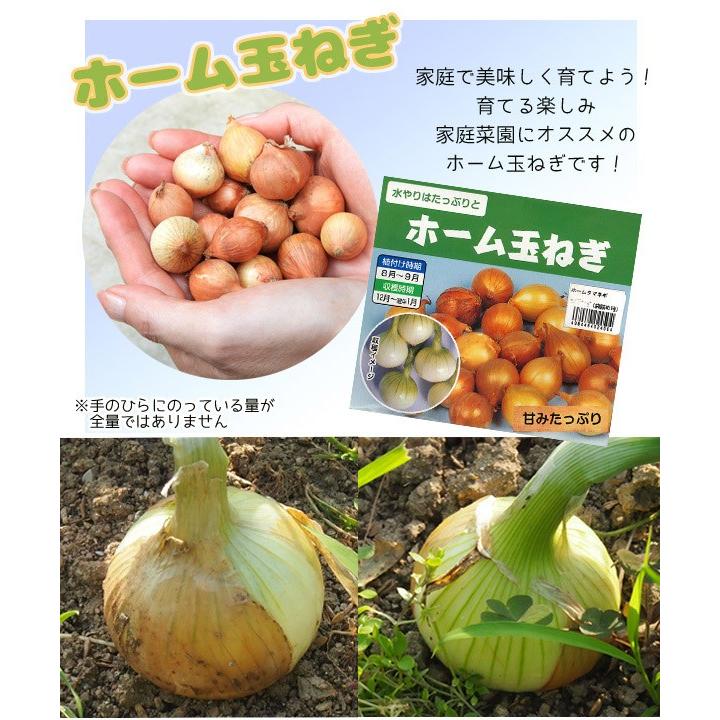 野菜球根 ホーム玉ねぎ 約150g入 家庭菜園 コンテナ栽培に 夏 秋植え球根 第四種郵便発送可 72 Bulb Yasai Koka Tamanegi 渋谷園芸 植木鉢屋 通販 Yahoo ショッピング