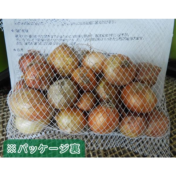 野菜球根 ホーム玉ねぎ 約150g入 家庭菜園 コンテナ栽培に 夏 秋植え球根 第四種郵便発送可 72 Bulb Yasai Koka Tamanegi 渋谷園芸 植木鉢屋 通販 Yahoo ショッピング
