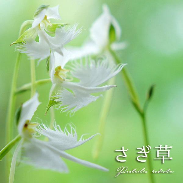 ミニ蘭球根 さぎ草 青葉 絵袋3球入り J Garden カネコ種苗 春植え球根 サギラン サギソウ 鷺草 第四種便対応 72 Kaneko Sagui Aoba 渋谷園芸 植木鉢屋 通販 Yahoo ショッピング