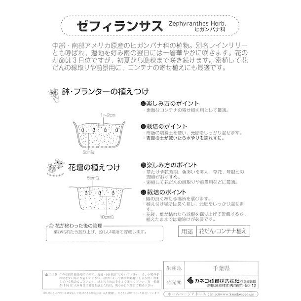 ハイブリッドゼフィランサス球根 ビッグピンク 桃 絵袋5球入り J Garden カネコ種苗 春植え球根 レインリリー ヒガンバナ科 第四種便対応 72 Kaneko Zephyranth Hybrid Bp 渋谷園芸 植木鉢屋 通販 Yahoo ショッピング