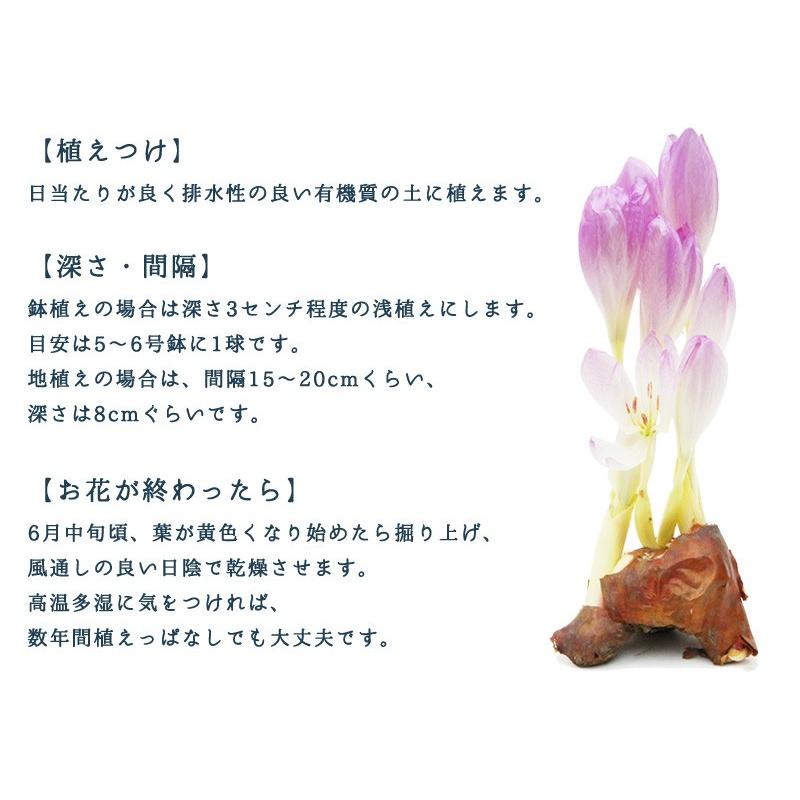残りわずか コルチカム ザ ジャイアント 一重咲き 球根 1球 大輪 窓辺に置くだけ 夏植え秋咲き球根 9月入荷予定の球根と同梱不可 72 Koruchikamu 渋谷園芸 植木鉢屋 通販 Yahoo ショッピング