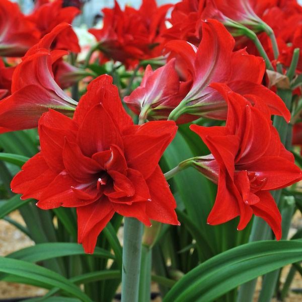 アマリリス球根 ダブルドラゴン 濃赤 八重咲き ポット1球入り オランダ産 芳樹園 セラアート鉢 ギフトにぴったり 72 Pot Amaryllis Double Doubledragon 渋谷園芸 植木鉢屋 通販 Yahoo ショッピング