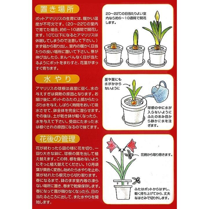 アマリリス球根 ピコティ 白 赤覆輪 一重咲き ポット1球入り オランダ産 芳樹園 セラアート鉢 ギフトにぴったり 72 Pot Amaryllis Single Picotee 渋谷園芸 植木鉢屋 通販 Yahoo ショッピング