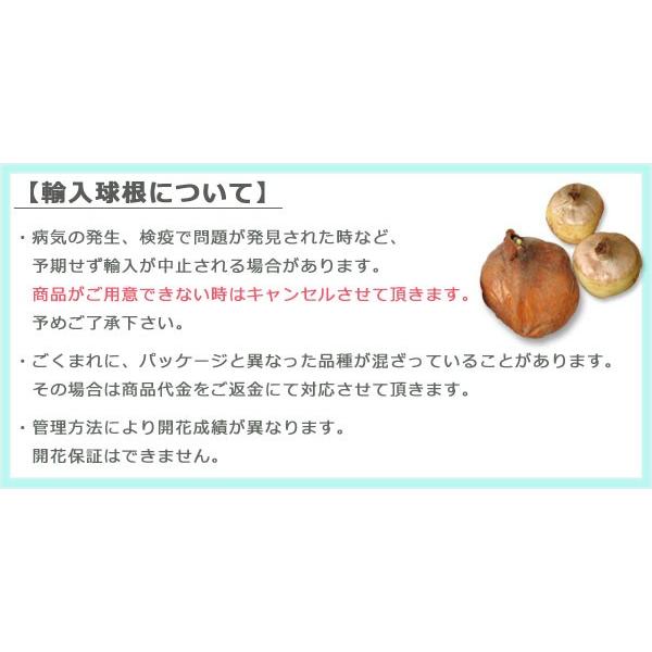 サフラン球根 1球 夏植え秋咲き球根 スパイス エスニック クロッカス セール 登場から人気沸騰 パープル 番紅花 第四種郵便可