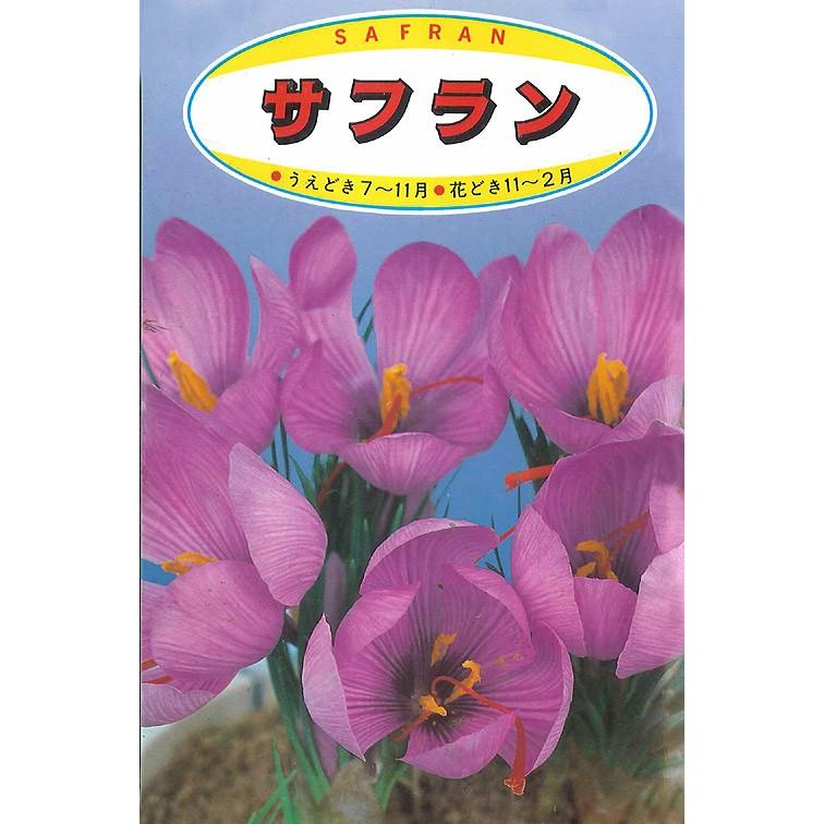 種類豊富な品揃え サフラン球根 30球セット 夏植え秋咲き球根 スパイス エスニック 番紅花 クロッカス パープル 宅配便のみ Whitesforracialequity Org