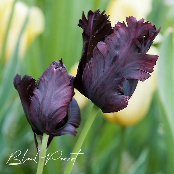 チューリップ 球根 ブラックパーロット 黒紫色 10球セット 秋植え球根 花グルメ 花壇 ブラックパロット 第四種郵便対応 72 Tulipa Blackparrot Set10 渋谷園芸 植木鉢屋 通販 Yahoo ショッピング