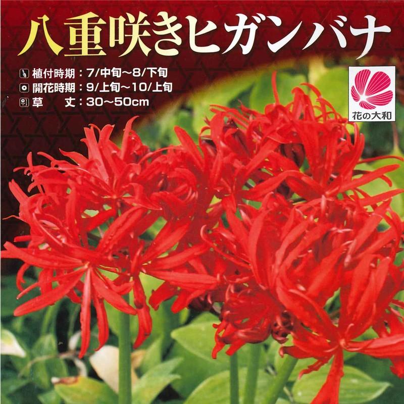 ヒガンバナ リコリス ラジアータ 八重咲き 球根1球 夏植え秋咲き フローレプレノ 曼珠沙華 切り花 花の大和 第四種郵便可 9月入荷予定の球根と同梱不可 72 Yamato Llycoris Radiata 渋谷園芸 植木鉢屋 通販 Yahoo ショッピング