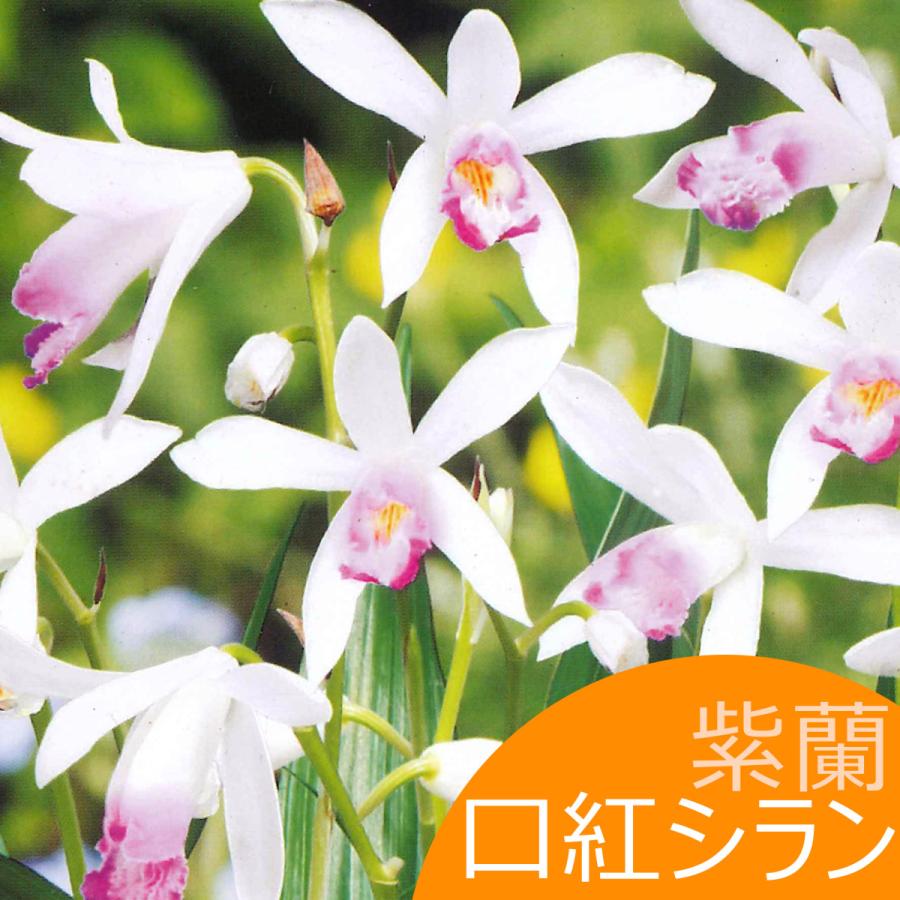 口紅シラン シラン 紫蘭 紫ラン 絵袋２株入り 山野草 春植え球根 第四種郵便対応 72 Yamato Shiran Lip 渋谷園芸 植木鉢屋 通販 Yahoo ショッピング